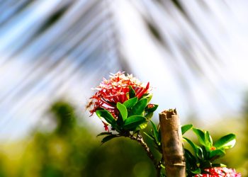 Làng hoa của dòng đời