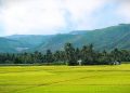 Rừng dừa vàng lúa chín