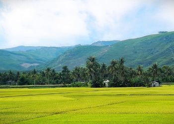 Rừng dừa vàng lúa chín