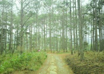 Đà Lạt – Dưới bóng ngàn thông