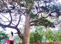 Chào đại thụ 1500 tuổi !
